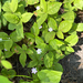 Western Starflower