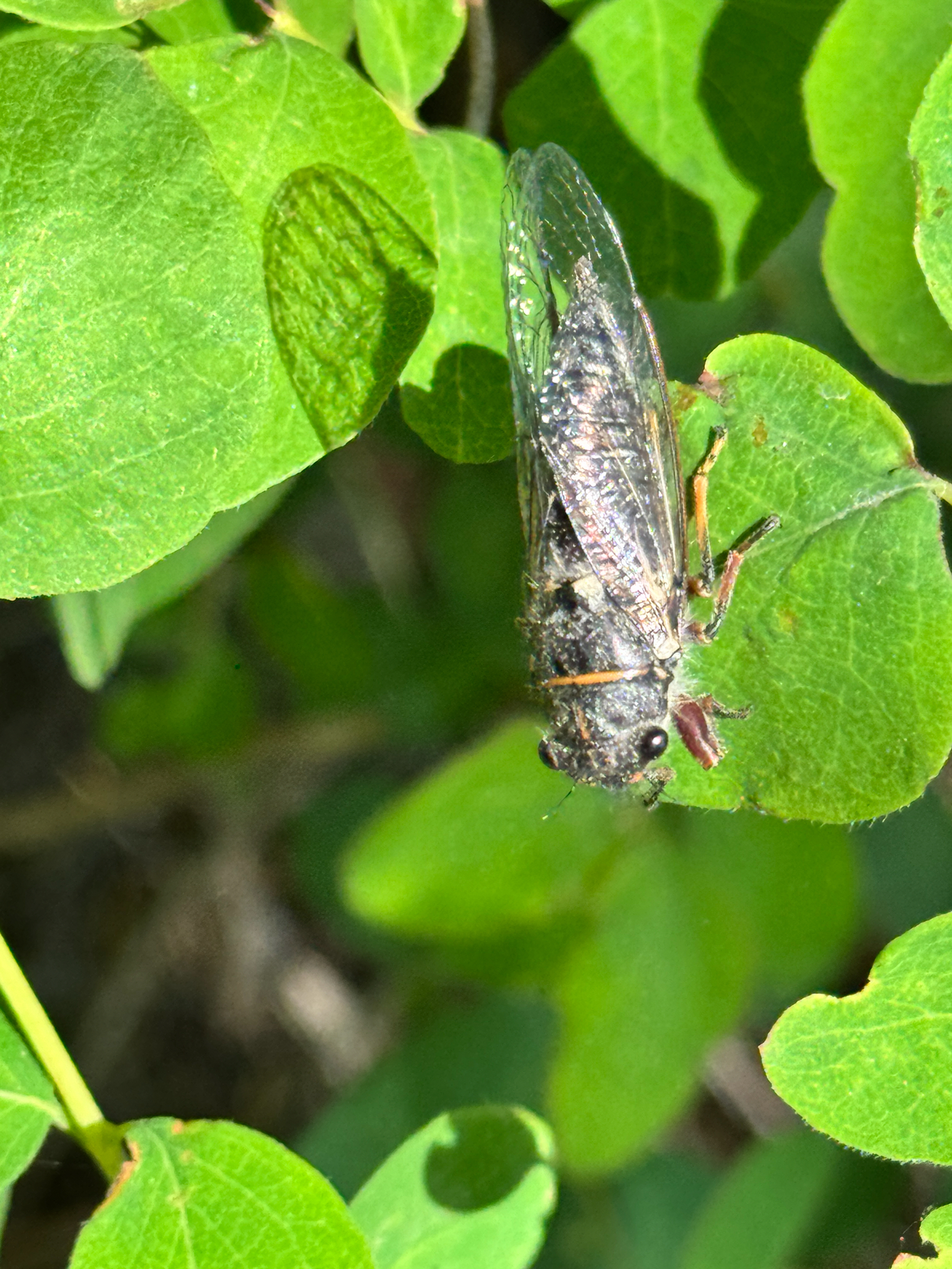 Platypedia areolata