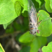Salmonfly Cicada