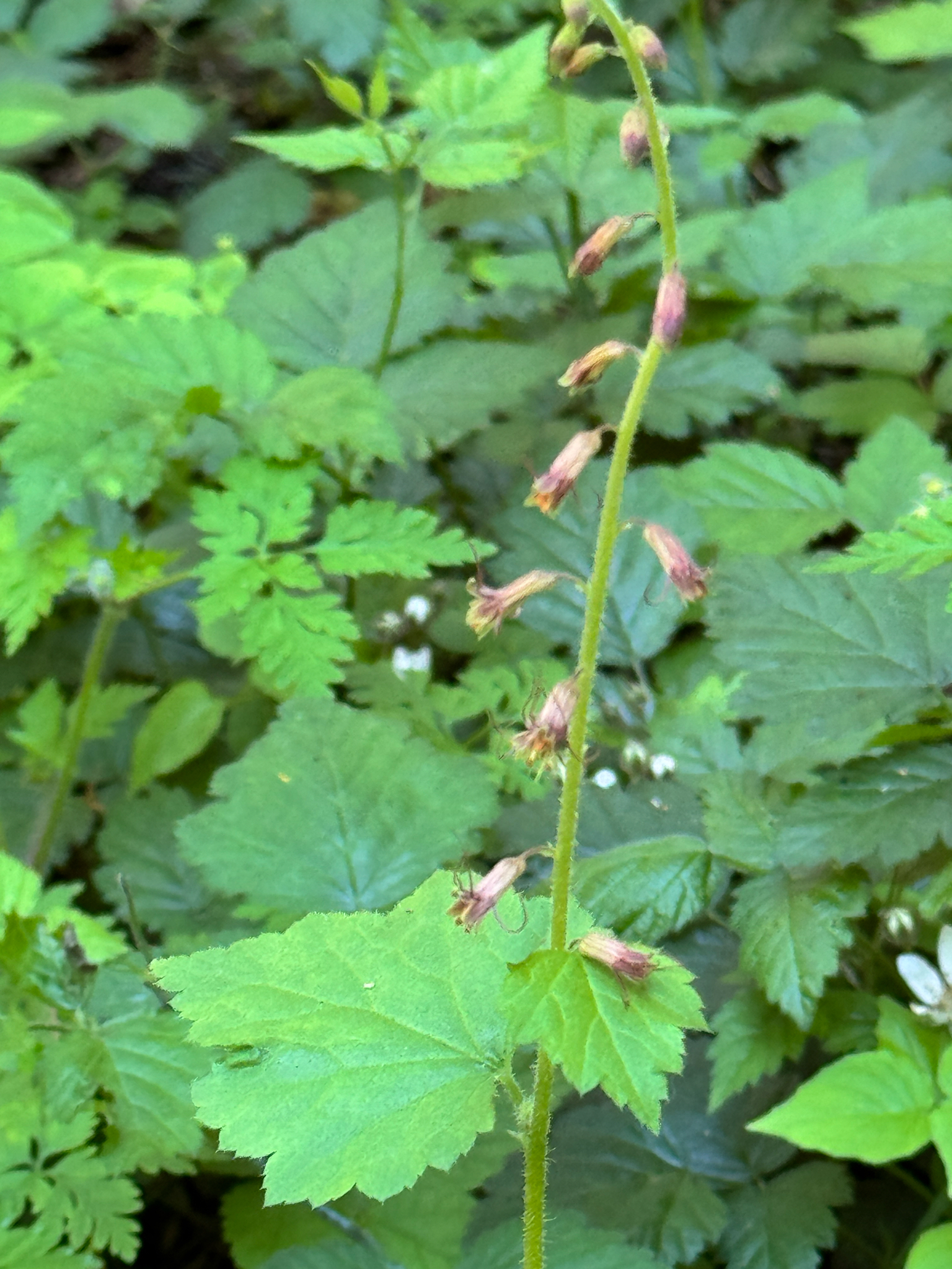 Tolmiea menziesii