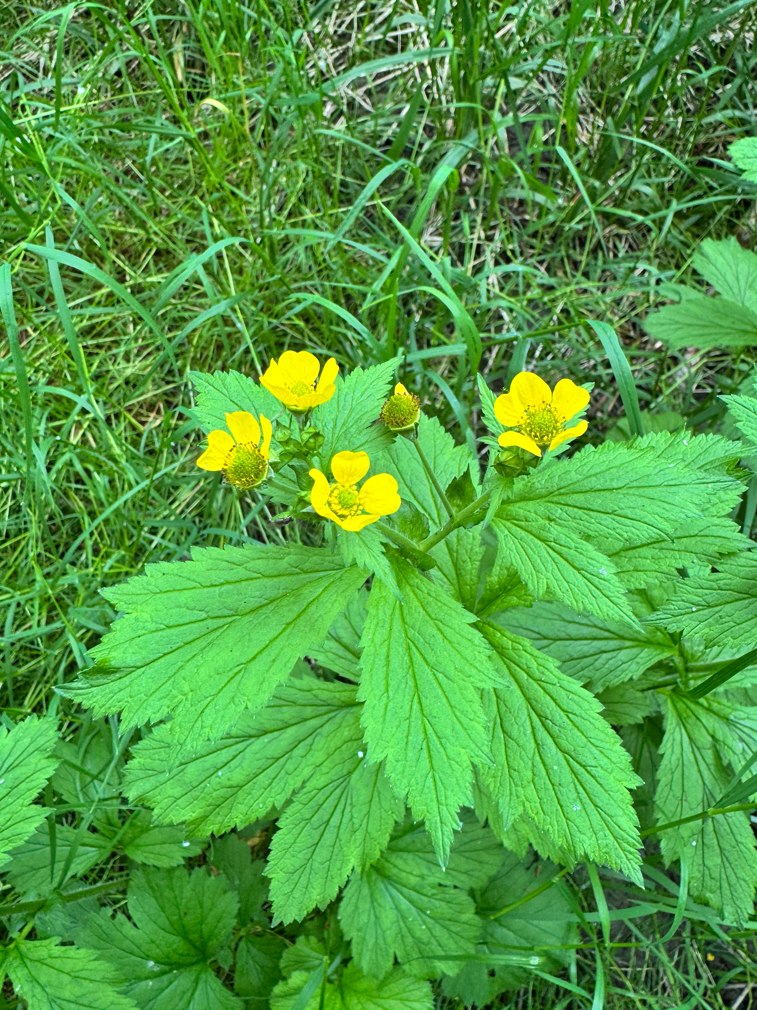 Geum macrophyllum