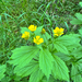 Large-leaved Avens