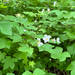 thimbleberry