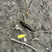 Black Slug