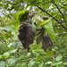 Forest Tent Caterpillar Moth