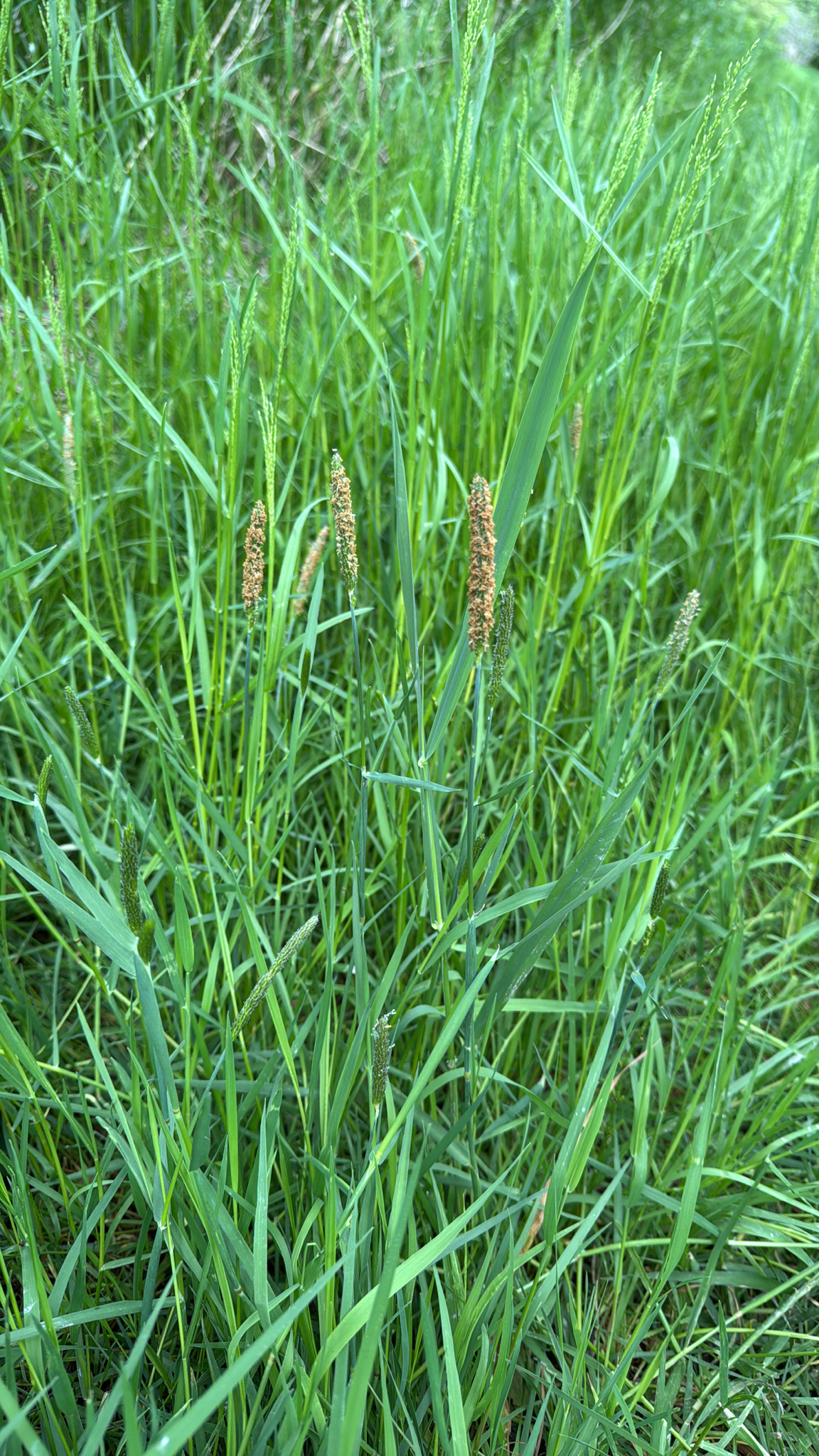 Alopecurus