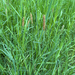 Foxtail grasses