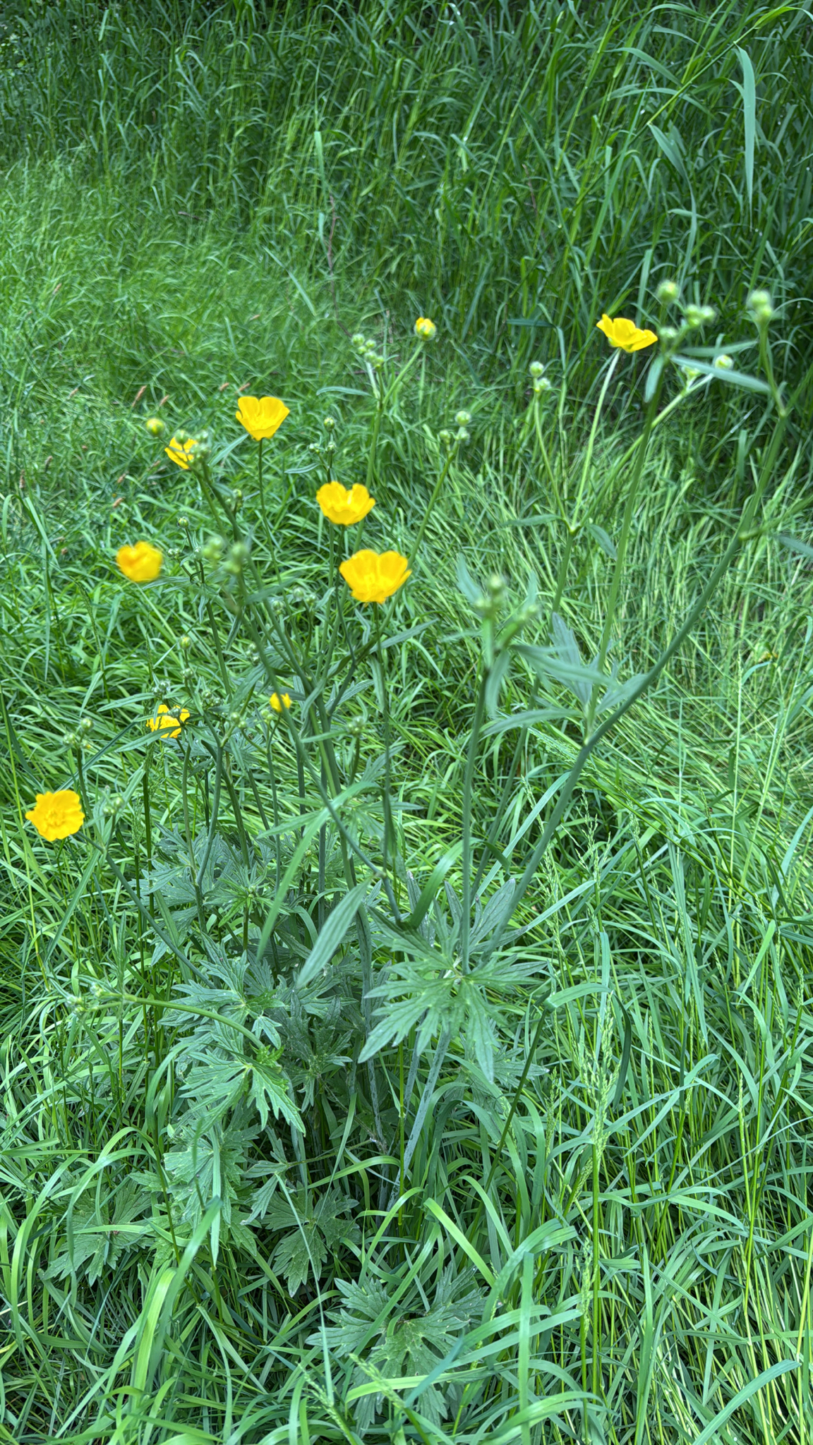 Ranunculus acris