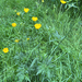 meadow buttercup