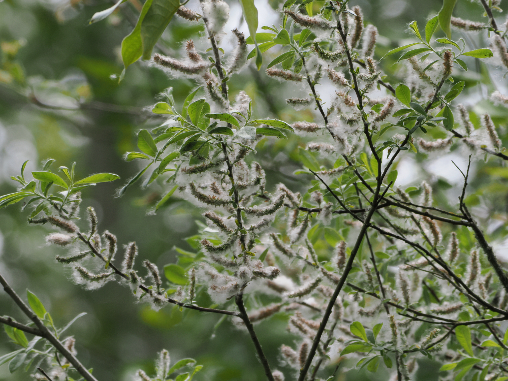 Salix sitchensis
