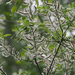 Sitka willow