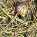 Brown-lipped Snail