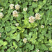 white clover