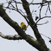 Yellow Warbler