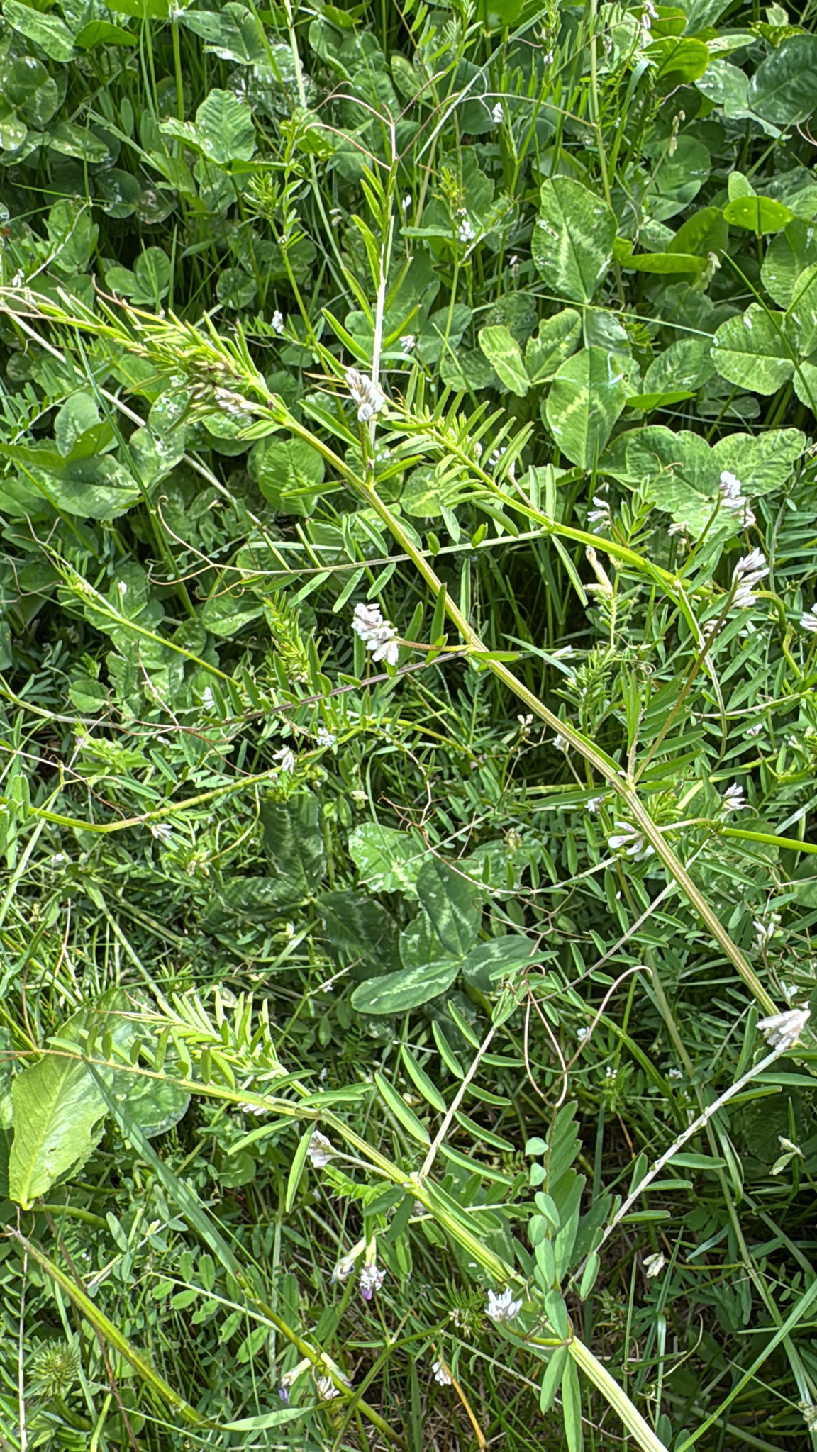 Vicia hirsuta