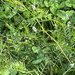 Hairy tare
