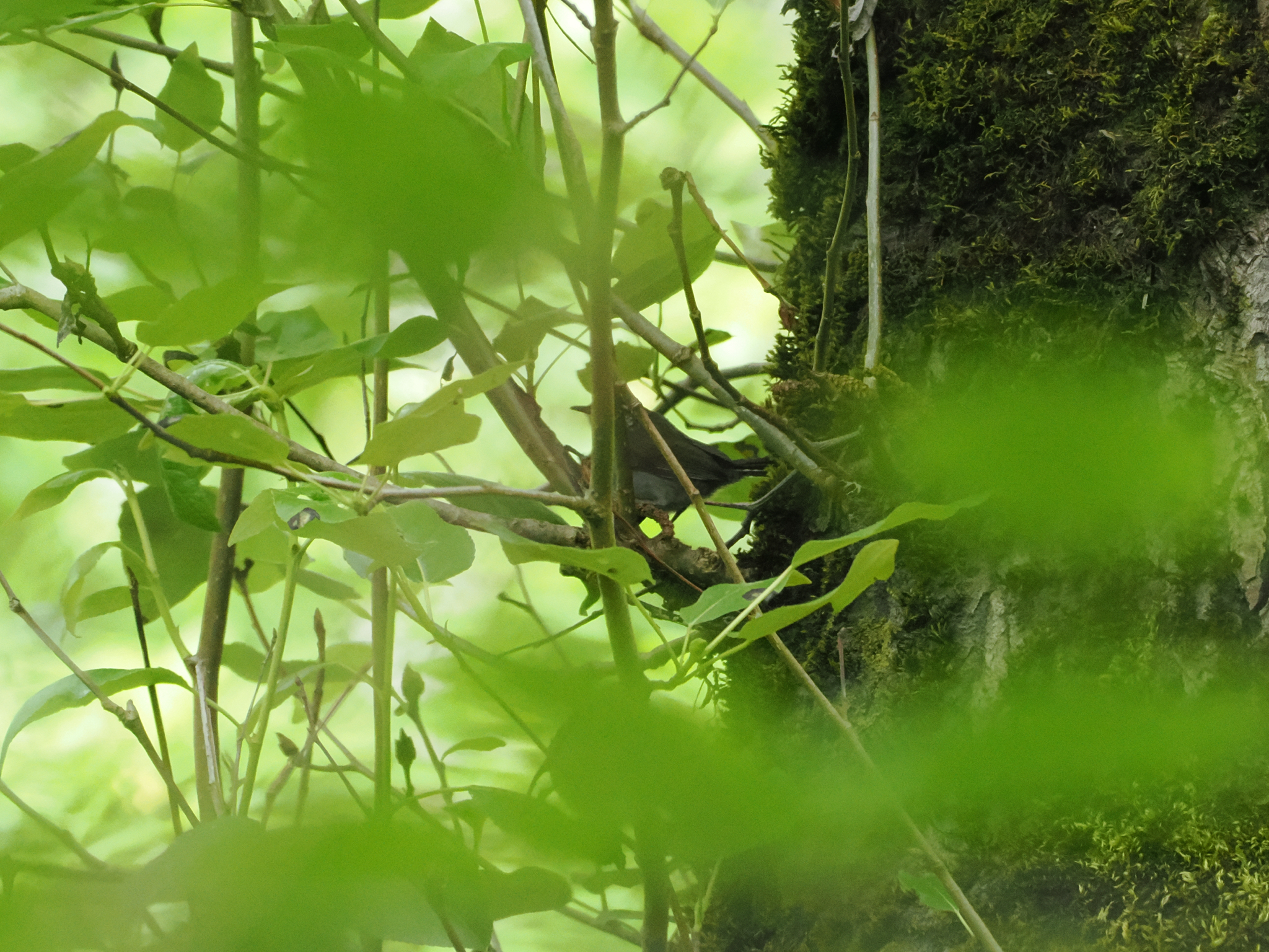 Thryomanes bewickii