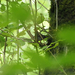 Bewick's Wren