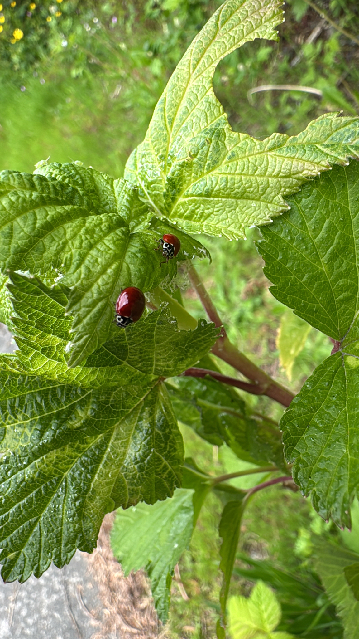 Cycloneda polita