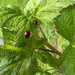 Western Polished Lady Beetle