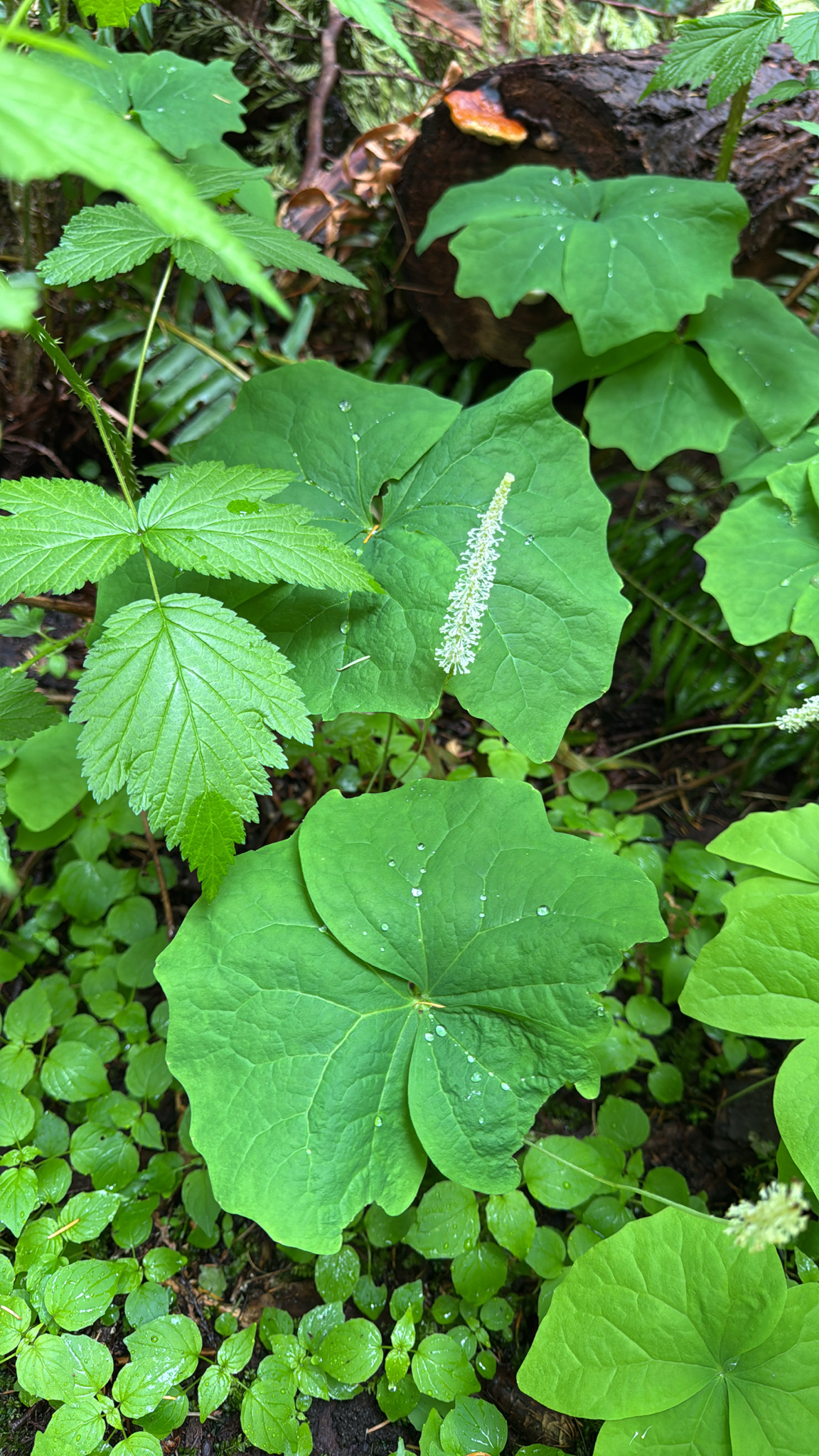 Achlys triphylla
