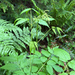 Goatsbeard