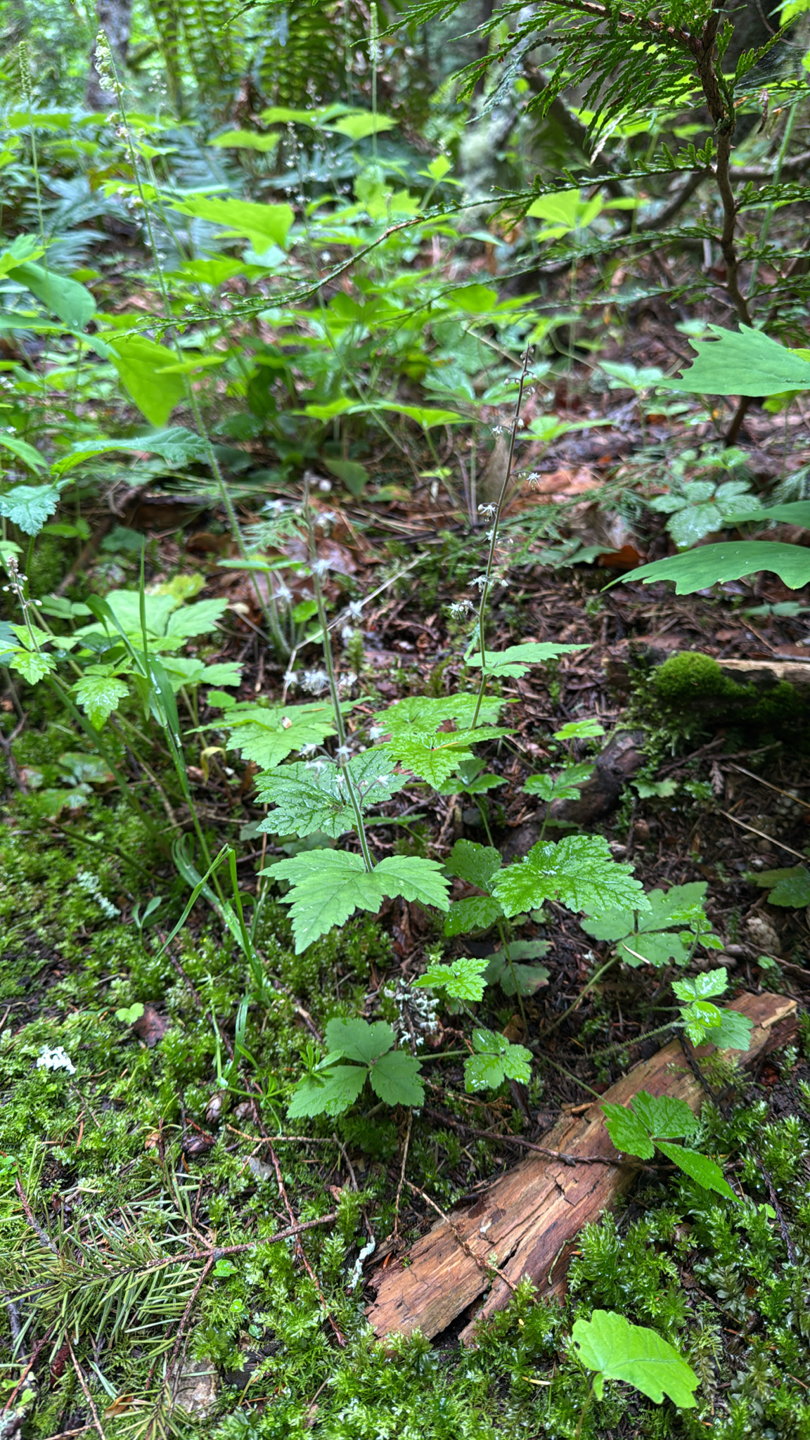 Tiarella trifoliata