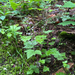 Threeleaf Foamflower