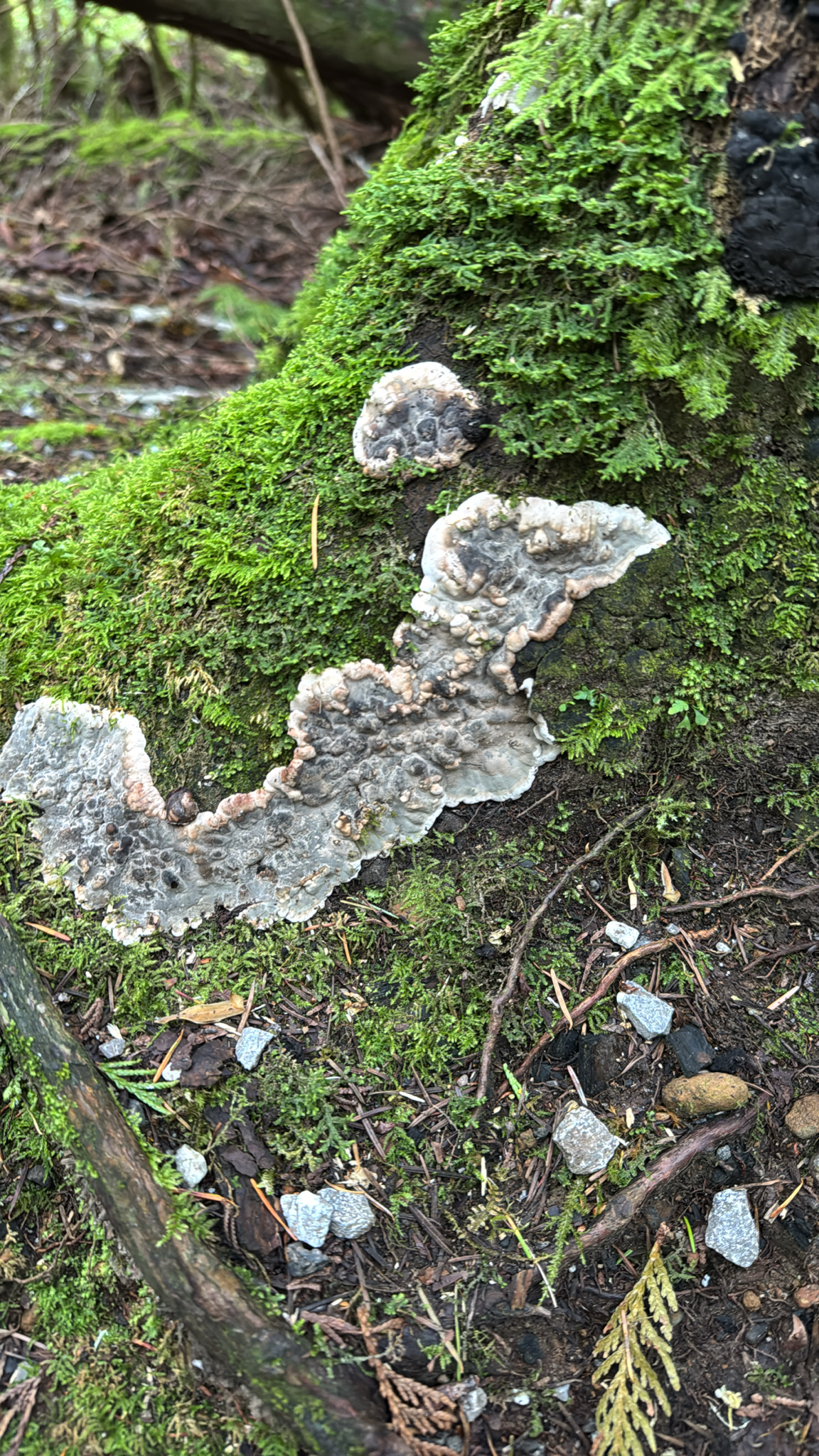 Kretzschmaria deusta