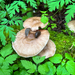 Deer Mushroom