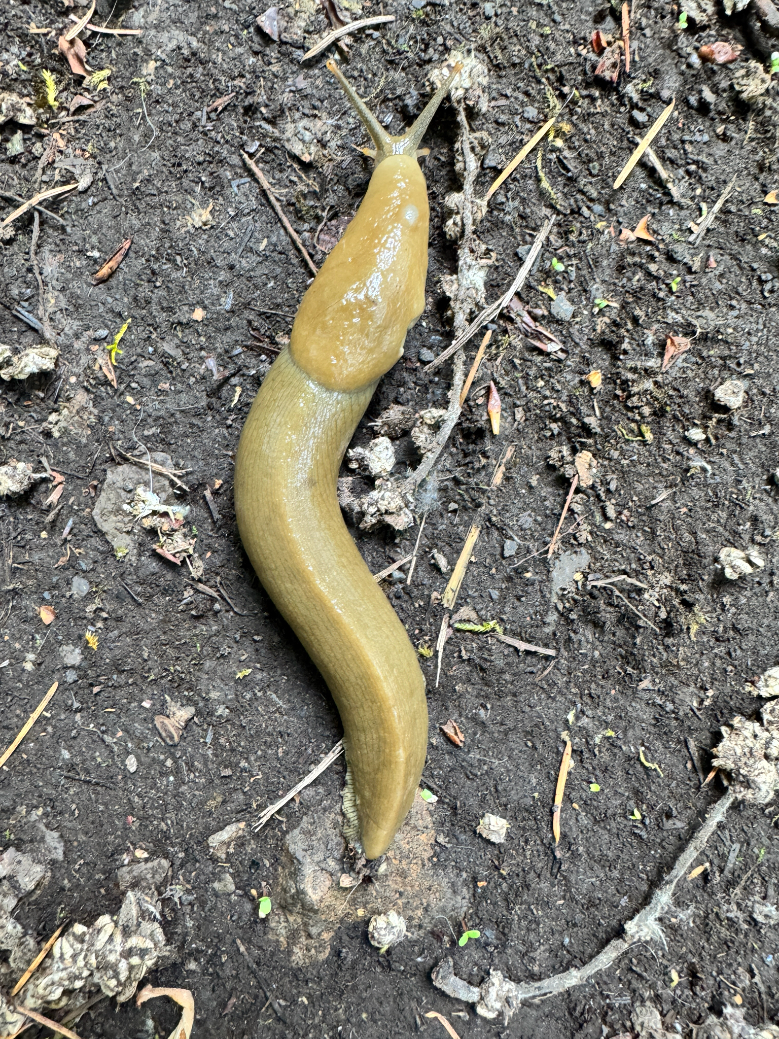 Ariolimax columbianus