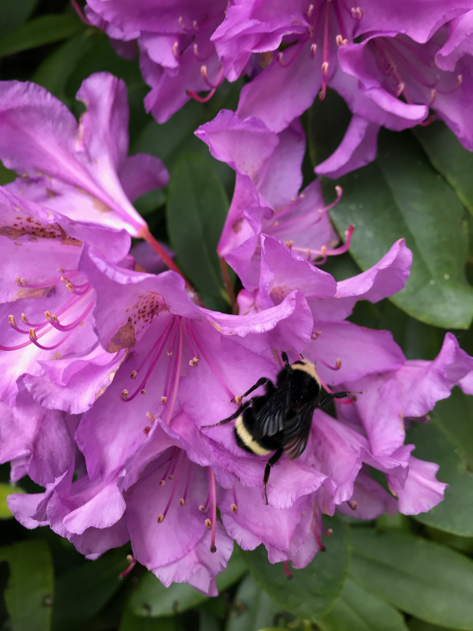 Bombus vosnesenskii