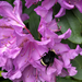 Yellow-faced Bumble Bee