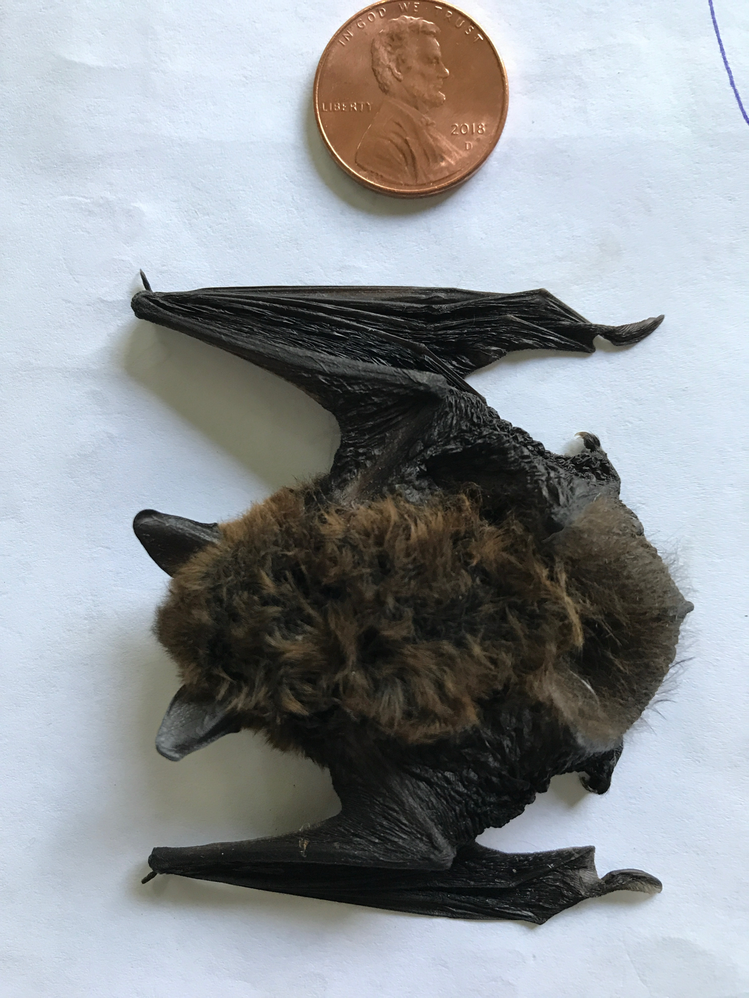 Vespertilionidae