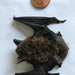 Evening Bats