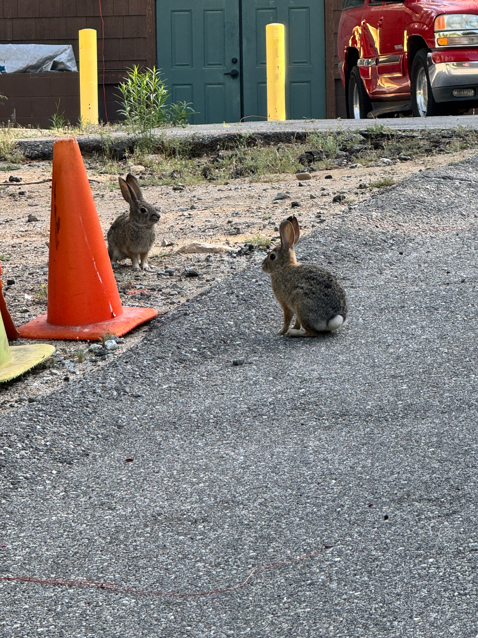 Sylvilagus audubonii