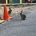 Desert Cottontail