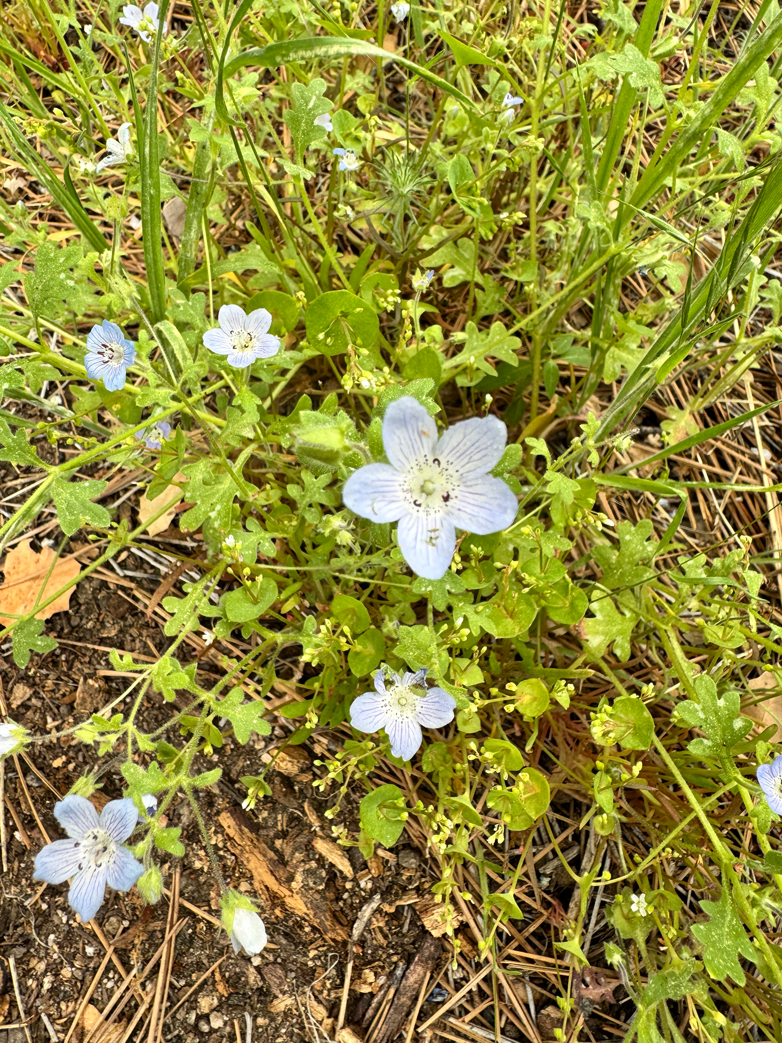 Nemophila menziesii