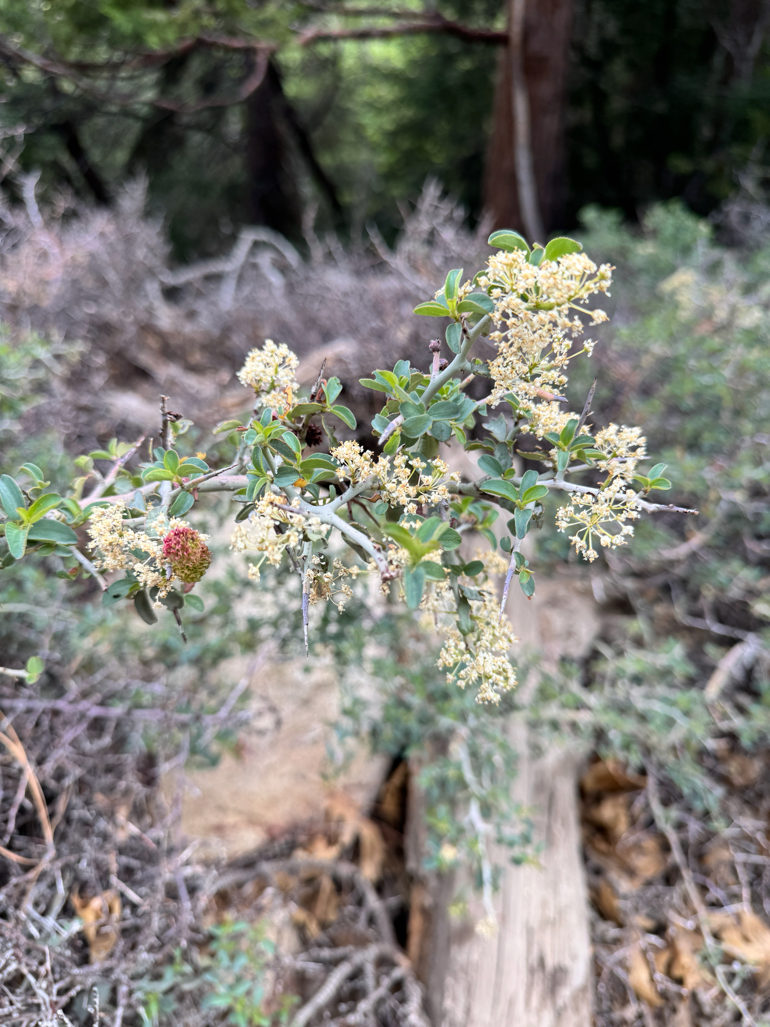 Ceanothus cordulatus