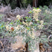 mountain whitethorn