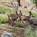 Mule Deer