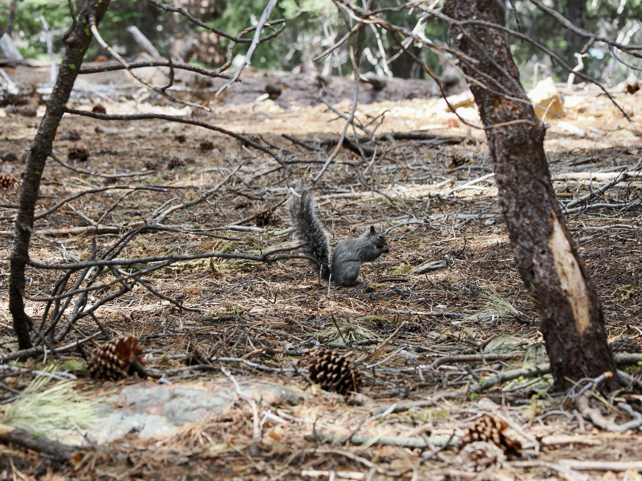 Sciurus griseus