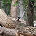Steller's Jay