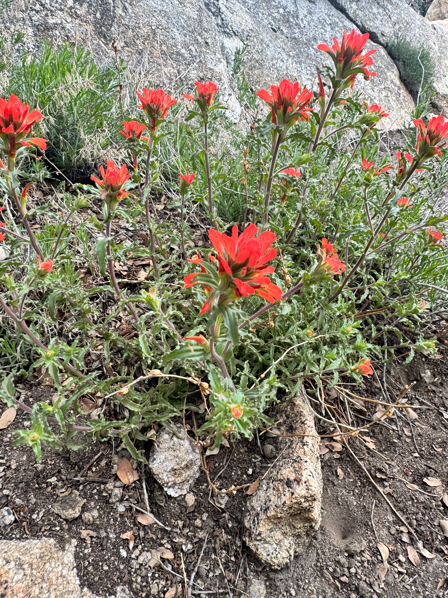 Castilleja martini