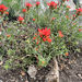 Camp Martin paintbrush