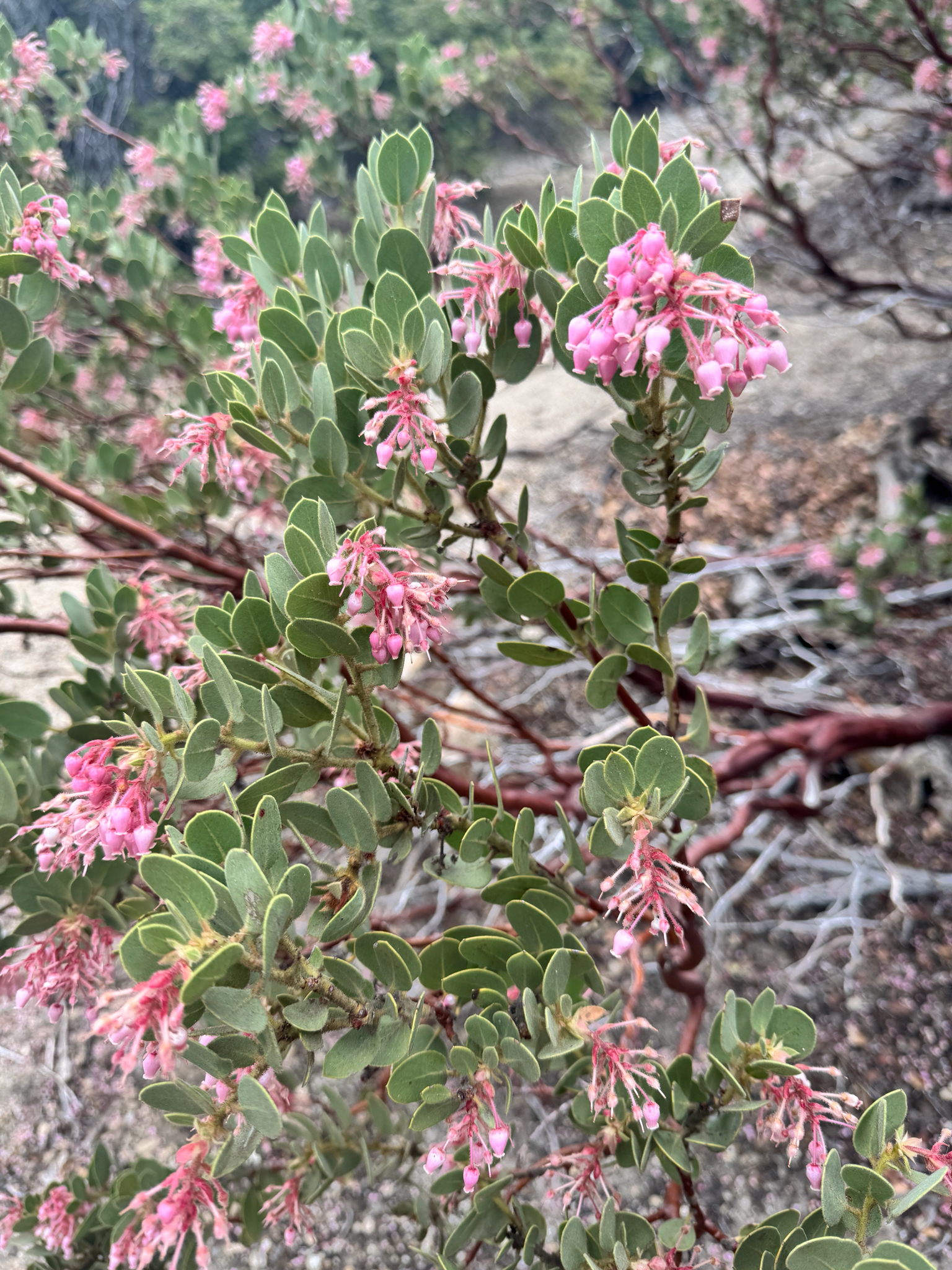 Arctostaphylos pringlei
