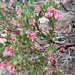 Pringle's manzanita