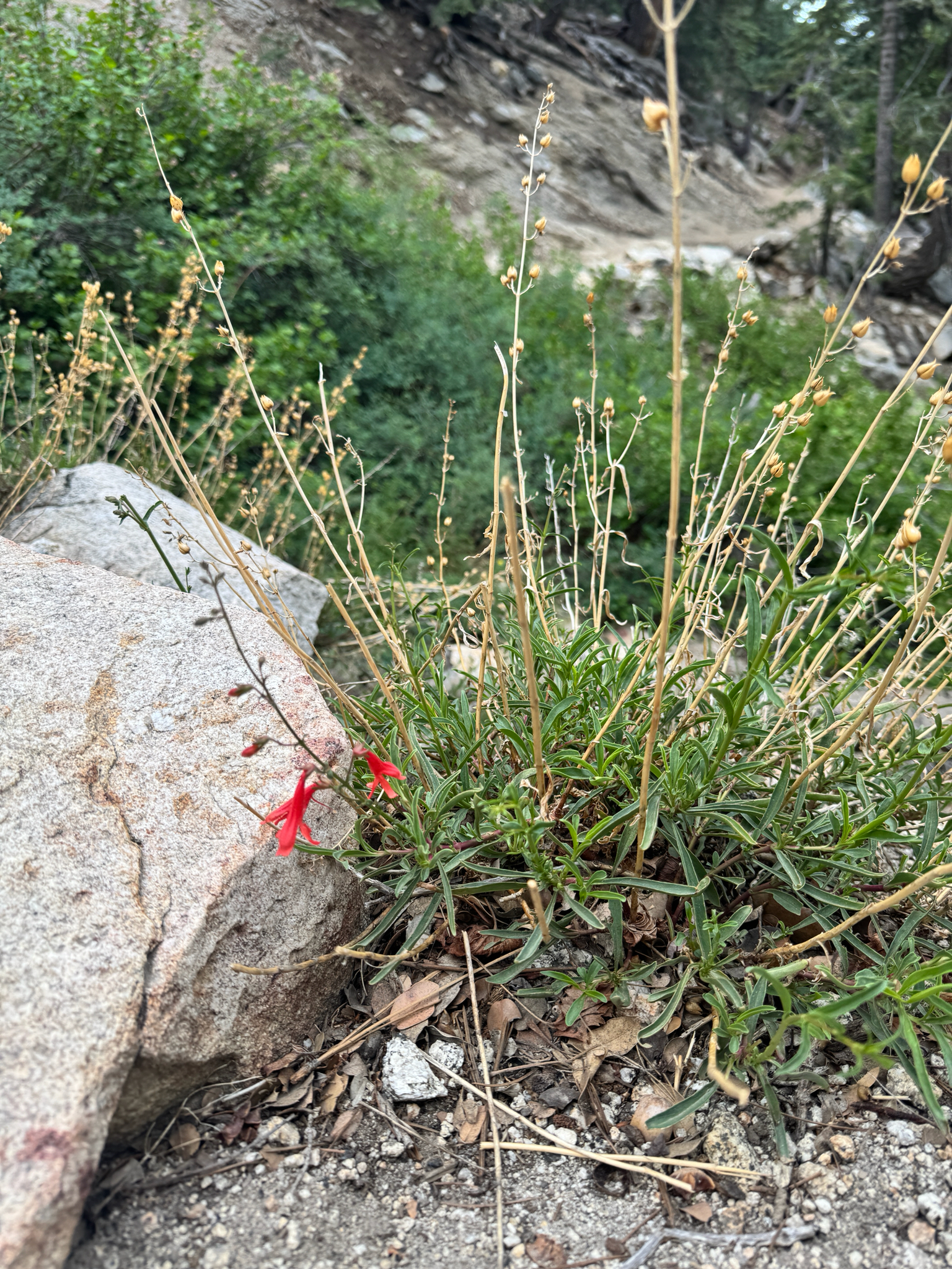 Penstemon rostriflorus