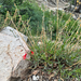 Bridges' penstemon