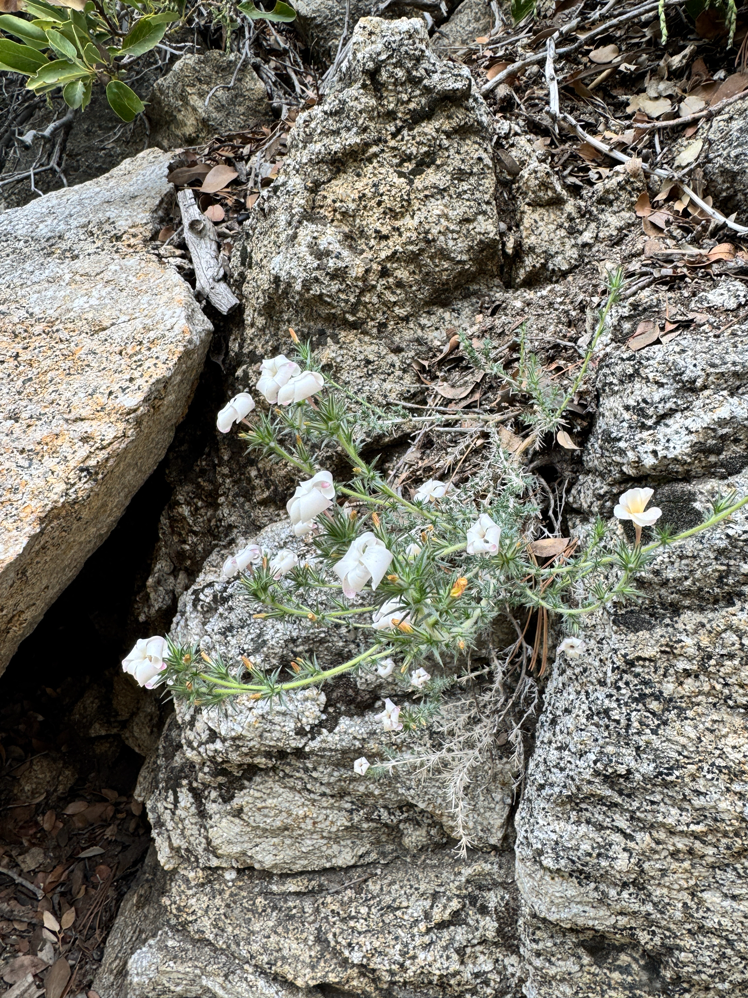 Linanthus pungens